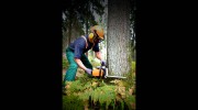 Lakewood Tree Surgeons